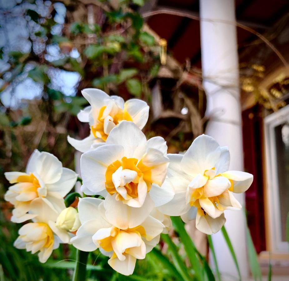 קמפיליה מריטימה B&B La Fucinaia Pet Friendly Adults Only מראה חיצוני תמונה