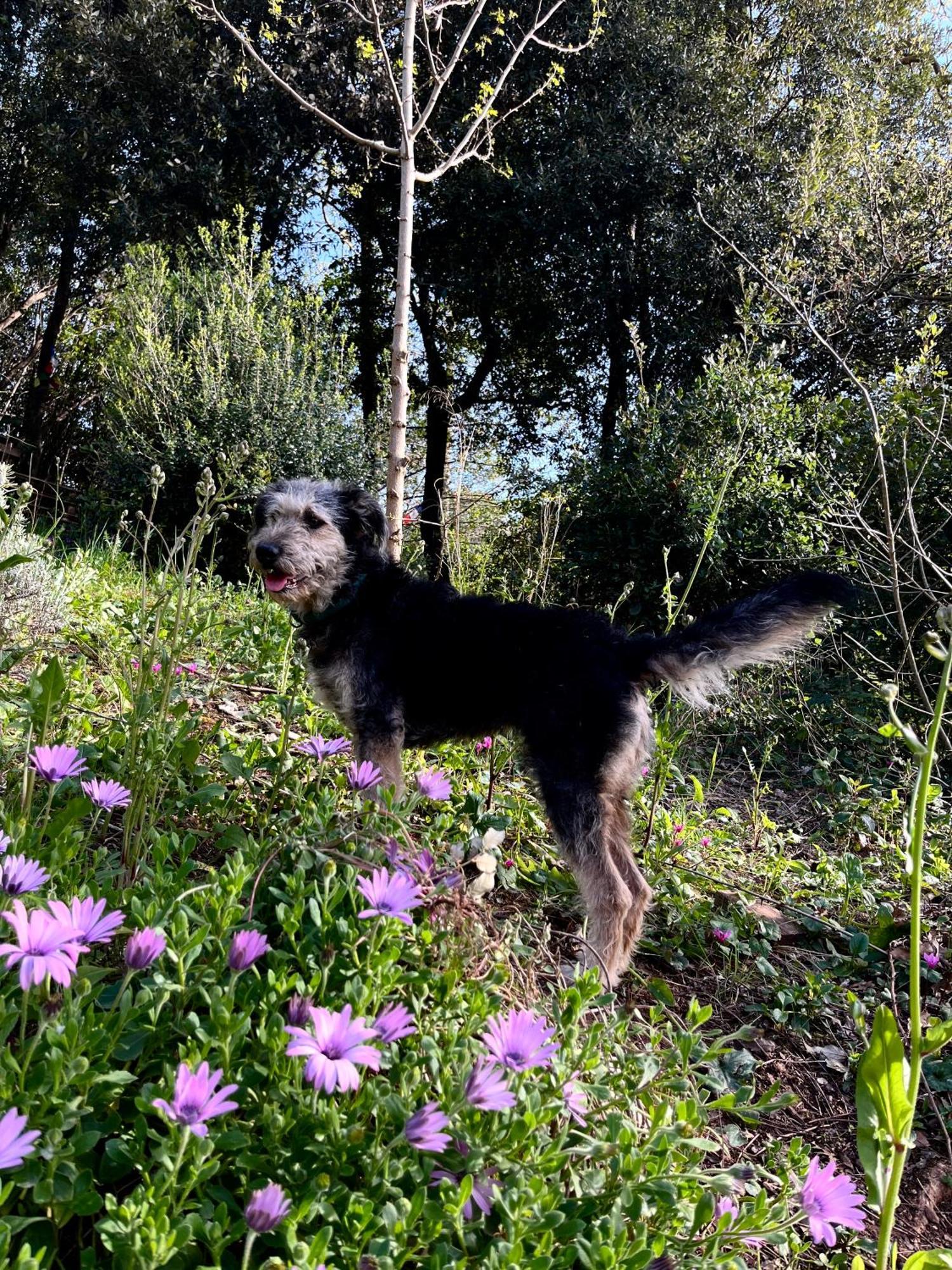 קמפיליה מריטימה B&B La Fucinaia Pet Friendly Adults Only מראה חיצוני תמונה