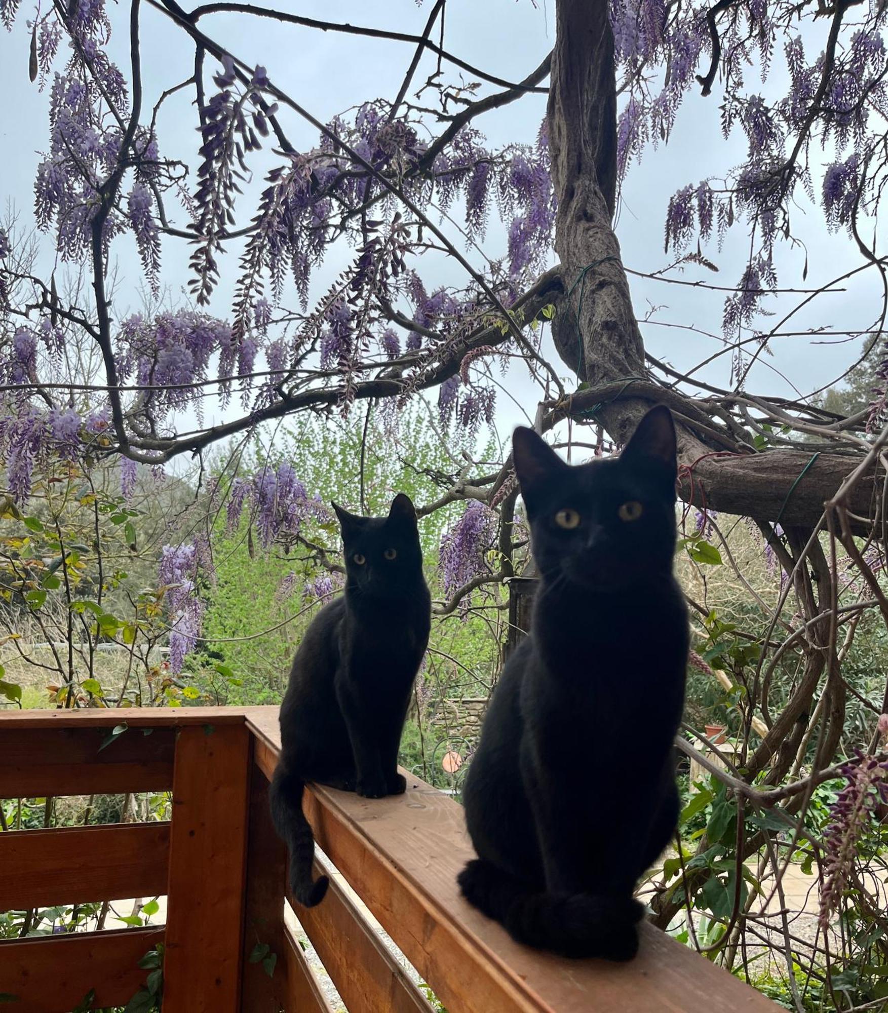 קמפיליה מריטימה B&B La Fucinaia Pet Friendly Adults Only מראה חיצוני תמונה